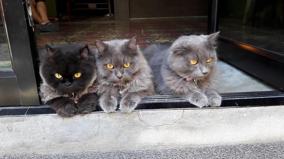 Pp Insula Rumah tetamu